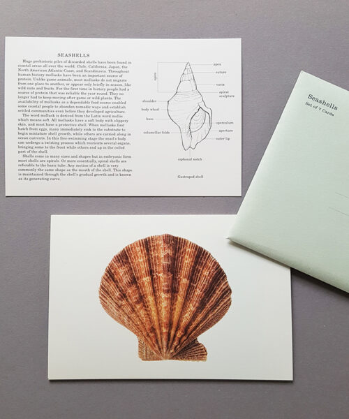 seashells card set
